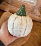 Folksy White Pumpkin - Medium RARE