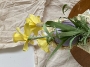 Grande Spring Centerpiece - Daffodil