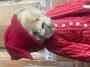 Not a Creature Was Stirring - SALE