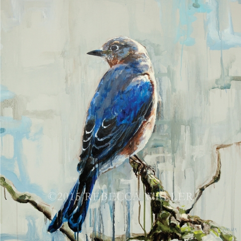 Bluebird – 36x36