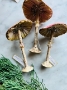 Magical Amanita Muscari Mushrooms  - SMALL