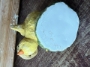 Picture of Debbee's Chick