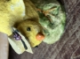 Picture of Debbee's Chick