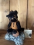 Picture of Black Cat - by Jennifer Murphy - cute Halloween Kitty