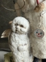 Picture of Santa & Snowy Spirits - by Debbee Thibault 