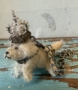 Picture of King O'Sweet - ooak Party Pup by Letty Worley