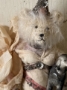 Picture of Parisienne & Her Poodle - ooak by Letty Worley 
