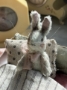 Picture of Tiniest Bunny Dovie - ooak by Widdershin Bears