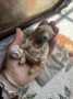 Picture of Wobble Bobble Ted  - by Natalia Grosu - SALE 