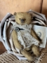 Picture of Wee Betty Bloom 3.5" -  ooak Art Ted by Ingrid Schmid of Bears N' Co 