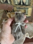 Picture of Rolly Bear by Widdershin - 8" ooak art teddy