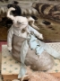 Picture of "Rupert Tumbleton" ooak art bunny by Ingrid Schmid of Bears N Co