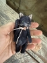 Picture of Orpheum - 4" ooak Black Cat by Widdershin Bears 