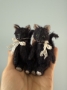 Picture of Vesper - 4" Black MOHAIR KITTY  by Widdershin Bears 