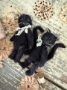 Picture of Vesper - 4" Black MOHAIR KITTY  by Widdershin Bears 