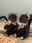 Picture of Clarion - 4" Black MOHAIR KITTY  by Widdershin Bears  